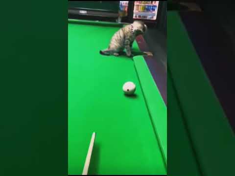 #cat #catlovers #fyp #billiard #guhitjosh