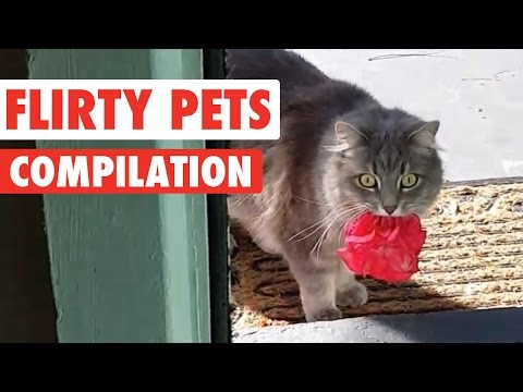 Flirty Pets Video Compilation 2016 - UCPIvT-zcQl2H0vabdXJGcpg