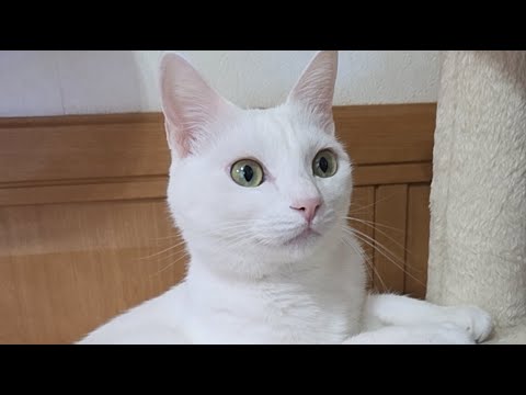 シロが起きている!!!【ゲリラランチLIVE】