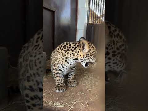 oficial ANIMAL in lepord in a jungle,Saurastra forest