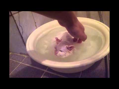 Strach przed wodą - odwieczna domena kotów. Temu osobnikowi w kąpieli bardzo miło!