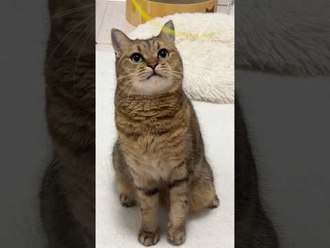 猫の動画サムネイル - ヒゲ袋パンパン爆発前ネコ　#shorts
