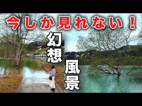 【神風景】たった1ヶ月しか見れない幻想風景！山形県飯豊町の「水没林」ぐ凄かった！
