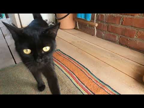 Black cat came. Who are you girl? What do you want?