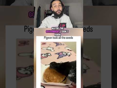 Pigeon took all the seeds😂😭