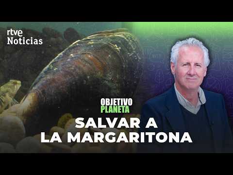 🔴DIRECTO | La margaritona, el bivalvo que filtra el Ebro, en estado crítico | RTVE Noticias