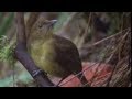 Animal behaviour of the Australian bowerbird - David Attenborough - BBC wildlife