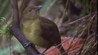 David Attenborough - Animal behaviour of the Australian bowerbird - BBC wildlife