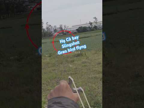 Dropping a Bird in Mid-Air with a Slingshot!#nácaosu