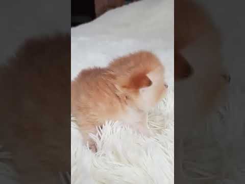 Bebi Cat #funny #cat #challenge #memes #comedy #cats #pets #cute #home #cooking