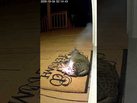 This mouse had a fiery surprise... 🧨