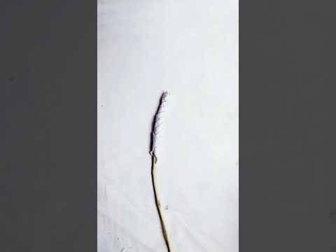 pista shell craft/pistashell reuse ideas/pistashell flowers/inspired@NawalsCreativeHive#shorts