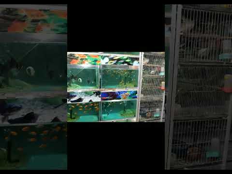 Aquarium fish🥰🥰#fish #song #jubinnautiyal #coversong #highlights #viralvideo #viral #highlights