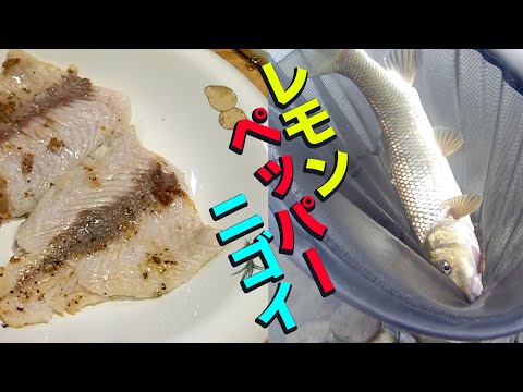 ダメ元の川釣りでデカニゴイ【レモンペッパー251】