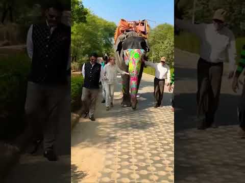 🌿 Haathi Ki Shahi Sawari!✨ #shortvideo #elephantart #jaipurvibes