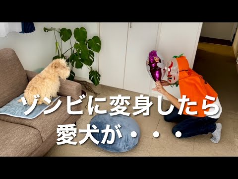ゾンビに変身をしたら愛犬の反応が面白いw