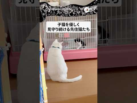 猫の動画サムネイル - ひとりぼっちの子猫に3匹の先住猫が見せた“やさしさ“｜PECO