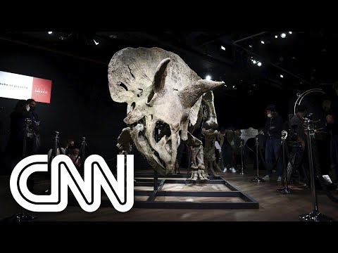 “Big John”, o maior tricerátope conhecido, é leiloado por R$ 43,6 milhões | JORNAL DA CNN