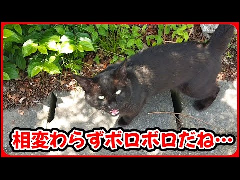 【過酷な野良生活】久々に姿を現した黒猫は傷だらけでした。20250629、カラス&四つ足クインテット(仮)