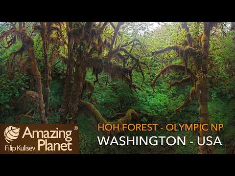 Hoh Forest, Olympic National Park, USA: Amazing Planet (4K) 2026