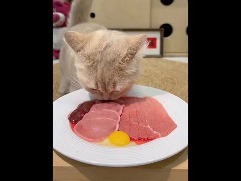 Eat slowly, don't bite your tongue. #Cats #Foodie Cat #Raw Meat #Feeding Cats #Little Greedy Cat