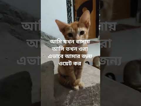 #cat #drawing #catshorts