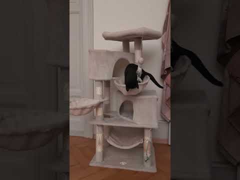 Chips the Void Kitten Plays Like a Tiny Panther 🐾 #2025