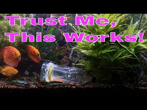 How To Make Aquarium Fish Trap! It really works Pl #trustme #homemadeaquariumtrap #itreayllyworks #planetedaquariums #crazyaquariumguy #catchaquariumfi