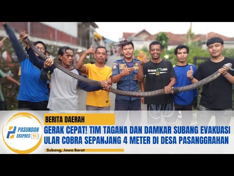 Gerak Cepat! Tim Tagana dan Damkar Subang Evakuasi Ular Cobra Sepanjang 4 Meter di Desa Pasanggrahan