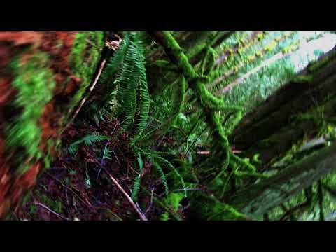 moss and stuff - UCq2rNse2XX4Rjzmldv9GqrQ