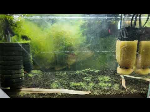 How To Remove Stubborn Hard Water Marks From Your  📘 Neocaridina for Dummies
https_//payhip.com/b/WgSpi

📘 Caridina for Dummies
https_//payhip.co