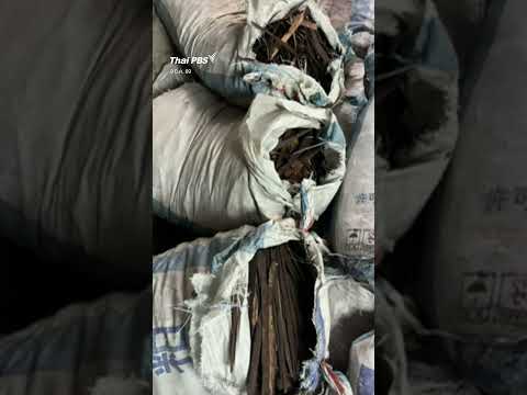 ยึดซากตุ๊กแกตากแห้ง 124,200 ตัว เตรียมส่งไปจีน #thaipbs #shortsthaipbs #shorts
