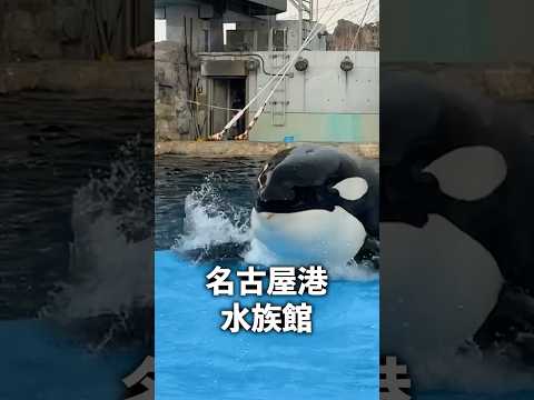 猫の動画サムネイル - 夏にひやっ！ホラーすぎるお化け屋敷水族館👻
