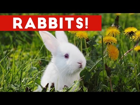 Funny Rabbit Videos Weekly Compilation 2017 | Funny Pet Videos - UCYK1TyKyMxyDQU8c6zF8ltg