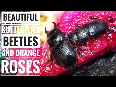 Beautiful Butterflies Beetles and Orange Roses