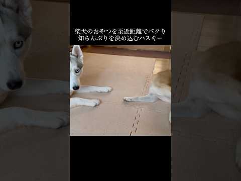 近過ぎ #shorts
