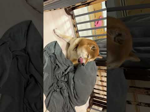 愛犬虐待!されてもお腹を見せて喜び柴