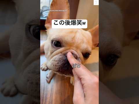 お鼻スイッチを押すと見せる！フレンチブルドッグのかわいいリアクション サムネイル