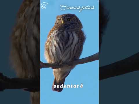 #Cucuvea pitică - #FAUNA ROMANIEI - Ep 53