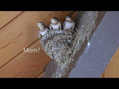 Up Close Video of Baby Barn Swallows!
