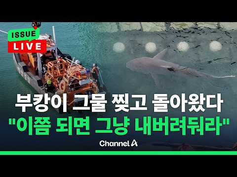 [🔴이슈를 켜라] [LIVE] 그물 맴돌던 상어 '부캉이', 뚫고 친수공원 안으로 돌아와/ 채널A