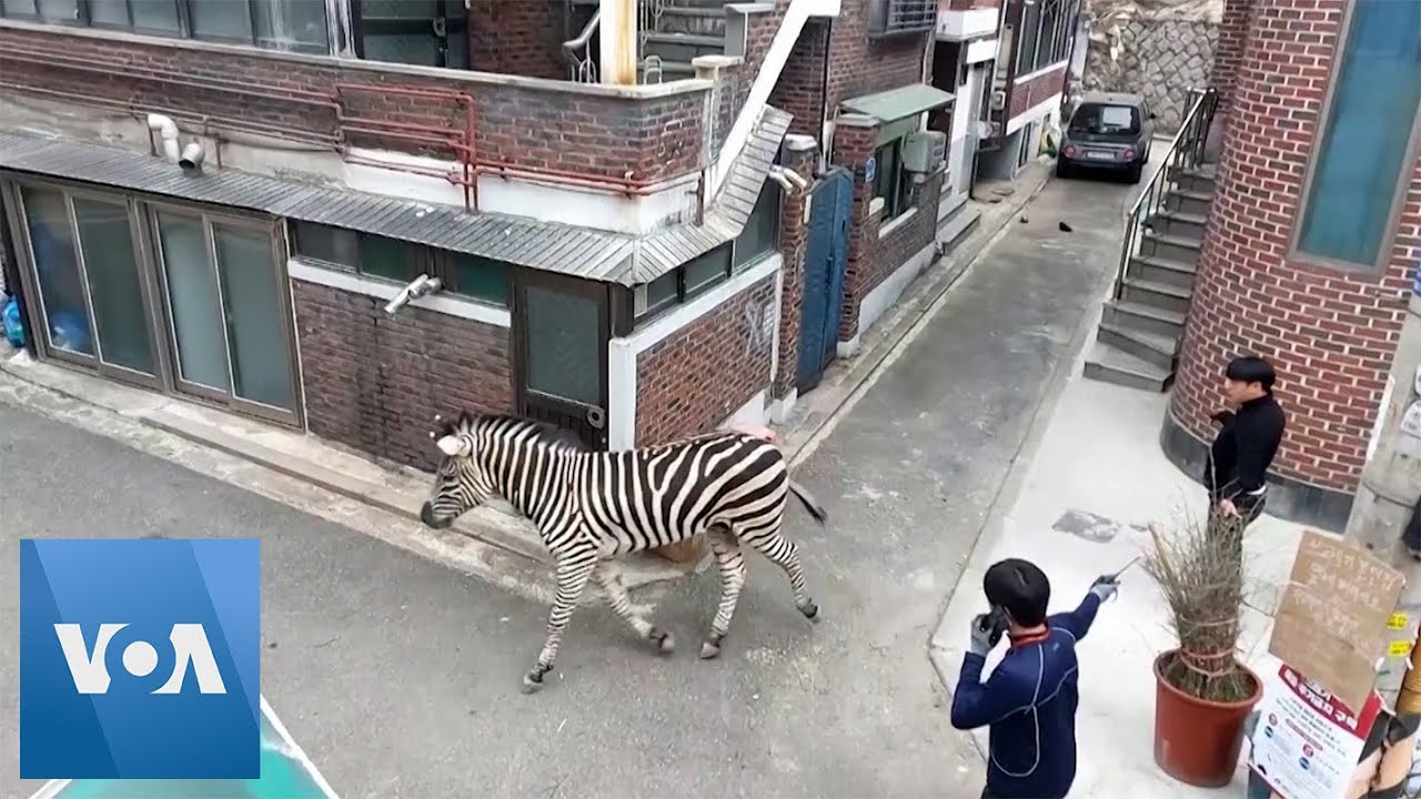 Zebra Recaptured After Escaping From South Korea Zoo | VOA News
