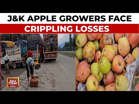 Kashmir's Apple Crisis: Rotting Harvest And Farmer Fury On Blocked Highway
