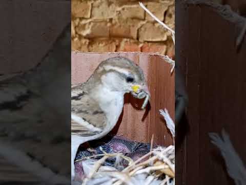 Tiny Sparrow Babies in the Nest (p 8) #shorts