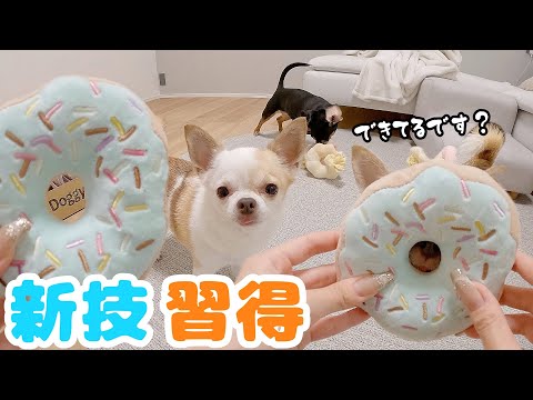 鼻でドーナツを完璧にキメるチワワ