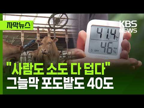 [자막뉴스] "사람도 가축도 초비상" 장마 끝 극한더위 본격 시작 / KBS 2026.07.28.