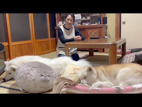 犬の動画サムネイル - 仕事で一番やらかした過去最大の失敗話【雑談】
