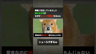 韓国に生息しているらしい謎の生き物が何故かネットで話題になるwww