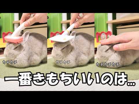 気持ち良いと歯ぎしりするうさぎさん、マッサージブラシと飼い主の手どれが一番気持ちいいか検証した結果がおもろすぎた