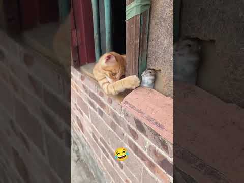 காண வேண்டும் சீக்கிரம் #hoomans #dogcomedyvideo #instatrending #creatoryash #bigbang